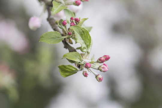 Zarte Apfelblütenknospen am hängenden Zweig