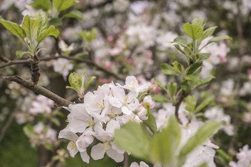 frisch erblühte Apfelblüten