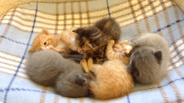 HD Video of Five 2 week old kittens playing together on a blue and tan blanket. Adorable 2 week old baby kittens