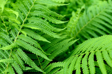 Green Fern Leaves in the Garden