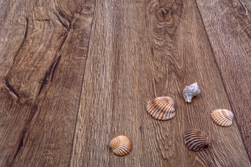 Fototapeta na wymiar Sea shells on a wooden background