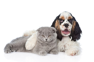 Cocker Spaniel puppy embracing young kitten. isolated on white b