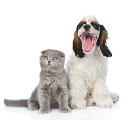 Gray kitten sitting with yawning Cocker Spaniel  puppy. isolated