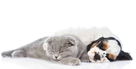 kitten and Cocker Spaniel  puppy sleeping together. isolated on