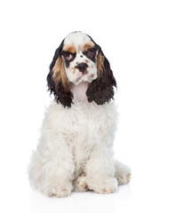 Cocker Spaniel puppy sitting in front view. isolated on white ba