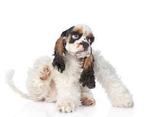  Cocker Spaniel puppy scratching. isolated on white background