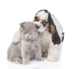 Cocker Spaniel puppy embracing and licking young kitten. isolate