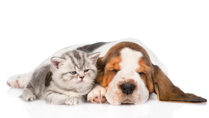 Kitten and puppy sleeping together. isolated on white background