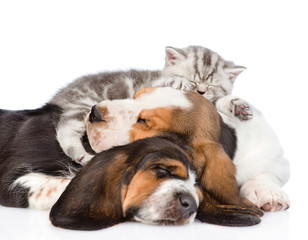 Tabby kitten sleeping on puppies basset hound. isolated on white