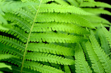 Green Fern Leaves in the Garden
