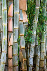 Guadua bamboo