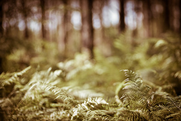 Green Fern Leaves Background Forest Landes France
