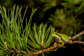 Obraz premium Pine Barrens Treefrog