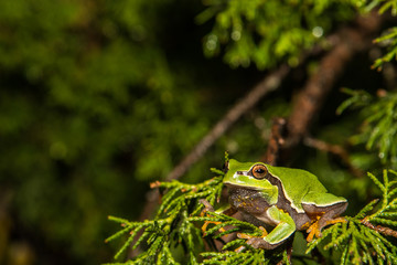 Fototapeta premium Pine Barrens Treefrog