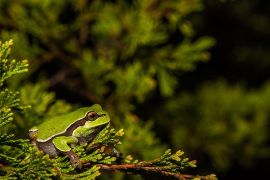 Pine Barrens Treefrog