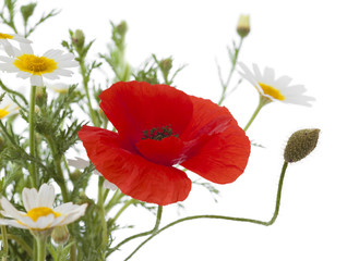 Obraz premium simple posy of Poppy and garland chrysanthemums