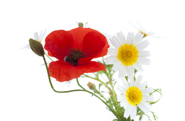 Obraz premium prosty bukiet chryzantem makowych i girlandowych