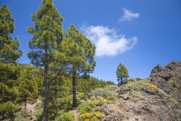 Gran Canaria, Canarian Pine trees