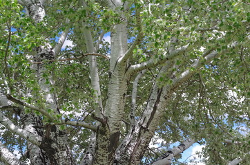 Obraz premium Arizona Sycamore Tree 