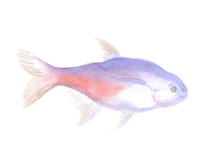 Neon tetra. Exotic decorative fish on a white background. Watercolor painting