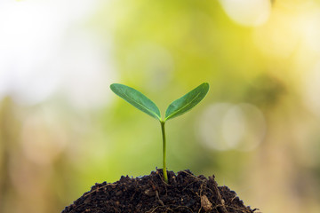 Plant a tree.