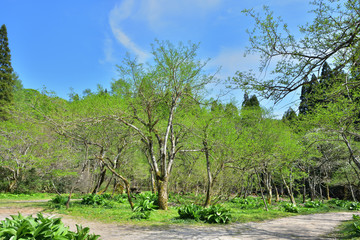 Fototapeta premium 岡山県立森林公園の新緑