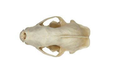 image of a animal skull in a close-up image.