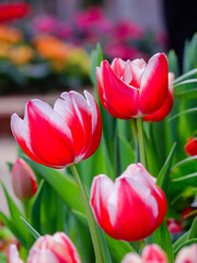  Beautiful pink white tulip flowers in garden.