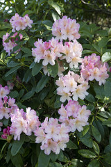 Rhododendron flower. Plant in a public park in Glasgow, Scotland, United Kingdom