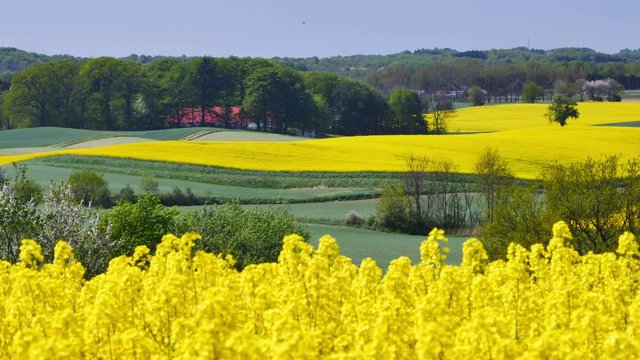ellow rapeseed field against a blue sky in the spring 
