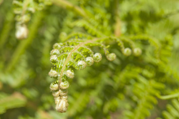 Flora of Gran Canaria -  pteridium ferns