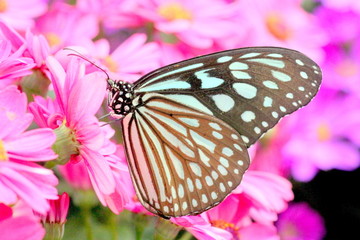 Fototapeta na wymiar ピンクの花にとまる蝶