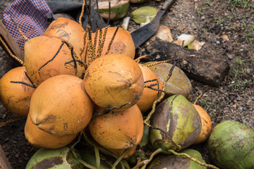 Coconuts Lying on the Ground