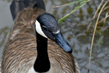 Gorgeous Canadian goose