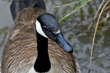 Obraz premium Gorgeous Canadian goose