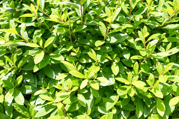 新緑の若葉（背景・素材・オメージ）