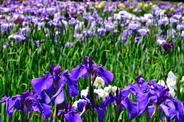 花菖蒲 菖蒲園  
Japanese iris.