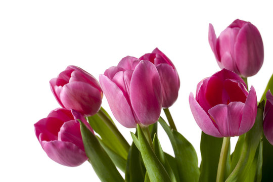 close-up image of pink tulip