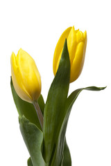 pair of yellow tulips