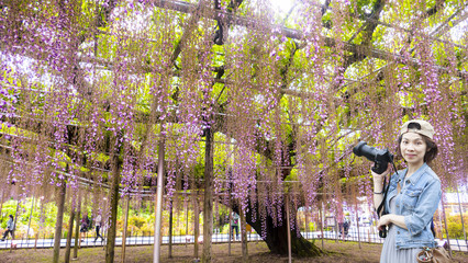 Spring flowers series, wisteria trellis in garden