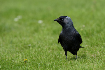 Fototapeta premium Western Jackdaw, Corvus monedula