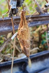 Dry zucchini