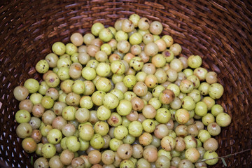 Indian Gooseberry in Basket