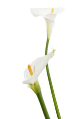 standing calla lily flower