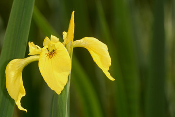 Iris pseudacorus