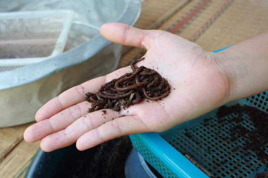 Earthworms In A Bare Hand