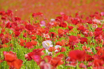 Fototapeta premium Shirley poppy