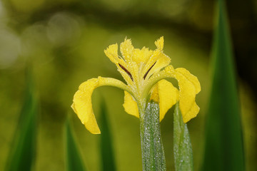 Iris pseudacorus