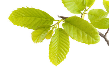 Flora of Gran Canaria - sweet chestnut