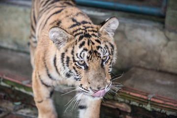 Tiger Kingdom Pictures